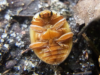 Neomysia oblongoguttata