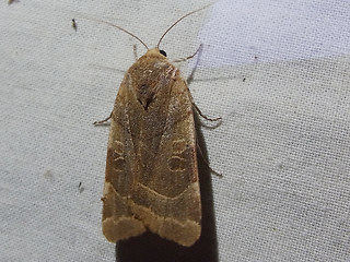 Noctua fimbriata