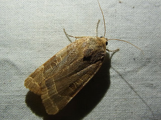 Noctua fimbriata