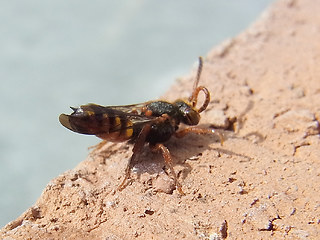 Nomada flava