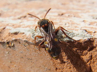 Nomada flava