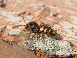 Nomada flava