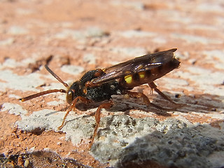 Nomada flava