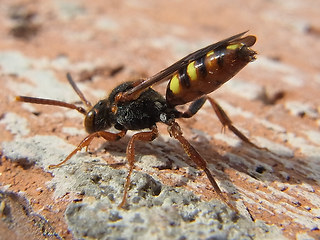 Nomada flava