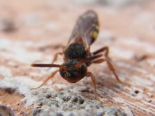 Nomada flava