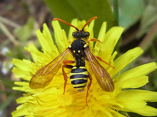 Nomada goodeniana