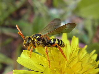 Nomada goodeniana