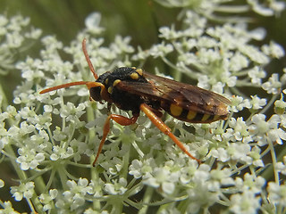 Nomada lathburiana