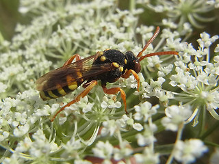 Nomada lathburiana