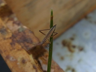 Notostira elongata