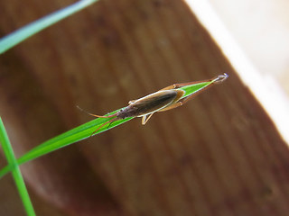 Notostira elongata