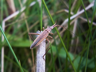 Notostira elongata