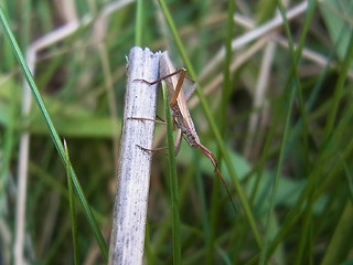 Notostira elongata