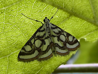 Nymphula nitidulata