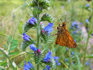 Ochlodes sylvanus