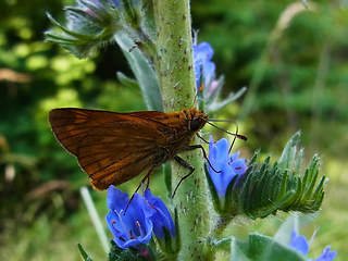 Ochlodes sylvanus