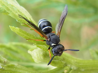 Odynerus melanocephalus