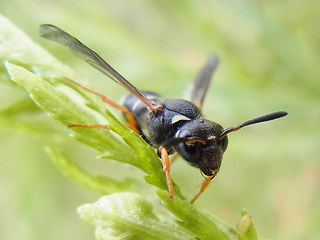 Odynerus melanocephalus