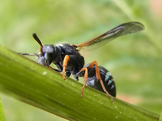 Odynerus melanocephalus