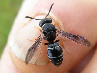 Odynerus melanocephalus