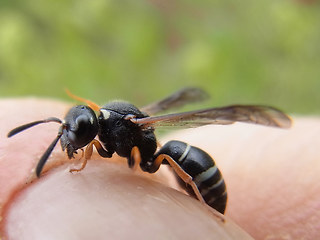 Odynerus melanocephalus