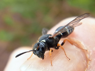 Odynerus melanocephalus