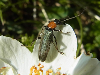 Oedemera croceicollis