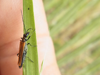 Oedemera femorata