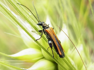 Oedemera femorata