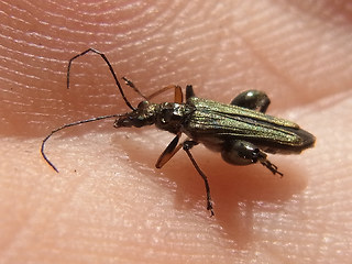 Oedemera flavipes