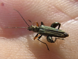 Oedemera flavipes