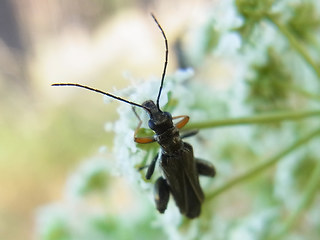 Oedemera flavipes