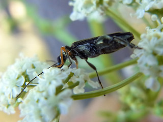 Oedemera flavipes