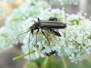 Oedemera flavipes