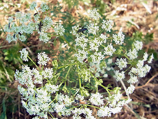 Oedemera flavipes