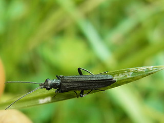 Oedemera lurida