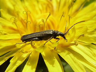 Oedemera virescens