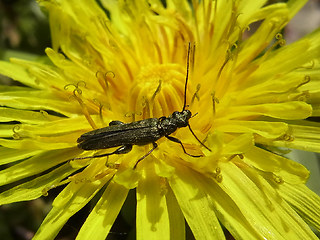 Oedemera virescens