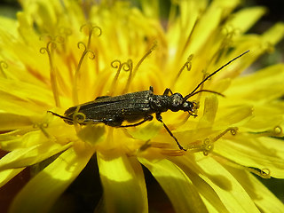 Oedemera virescens