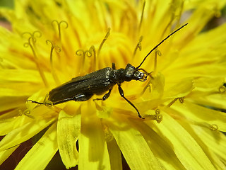 Oedemera virescens