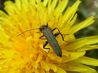 Oedemera virescens