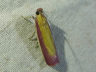 Oncocera semirubella