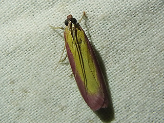 Oncocera semirubella