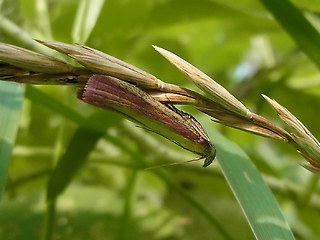 Oncocera semirubella