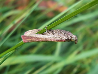 Oncocera semirubella