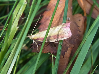 Oncocera semirubella