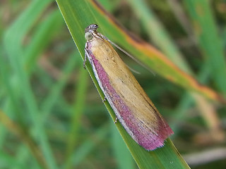 Oncocera semirubella