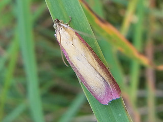 Oncocera semirubella