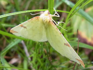 Opisthograptis luteolata