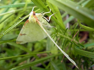 Opisthograptis luteolata